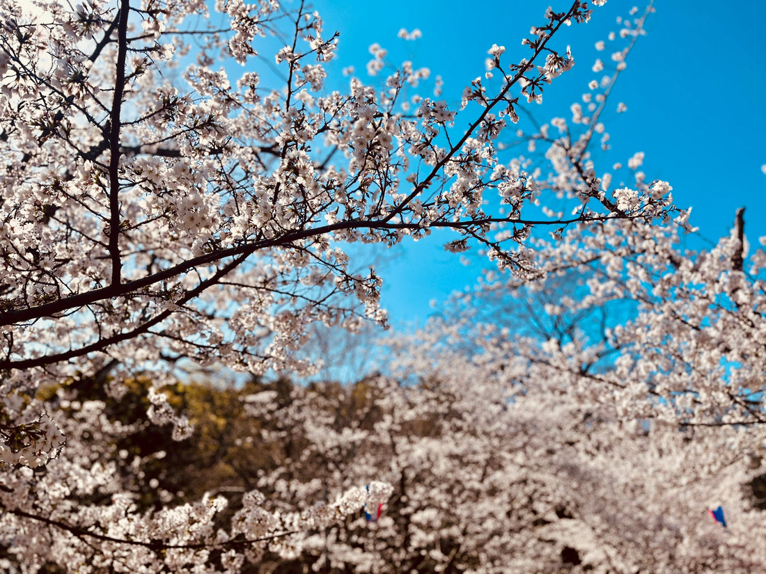 Cherry blossom branches in full bloom under a clear blue sky, Japanese spring landscape