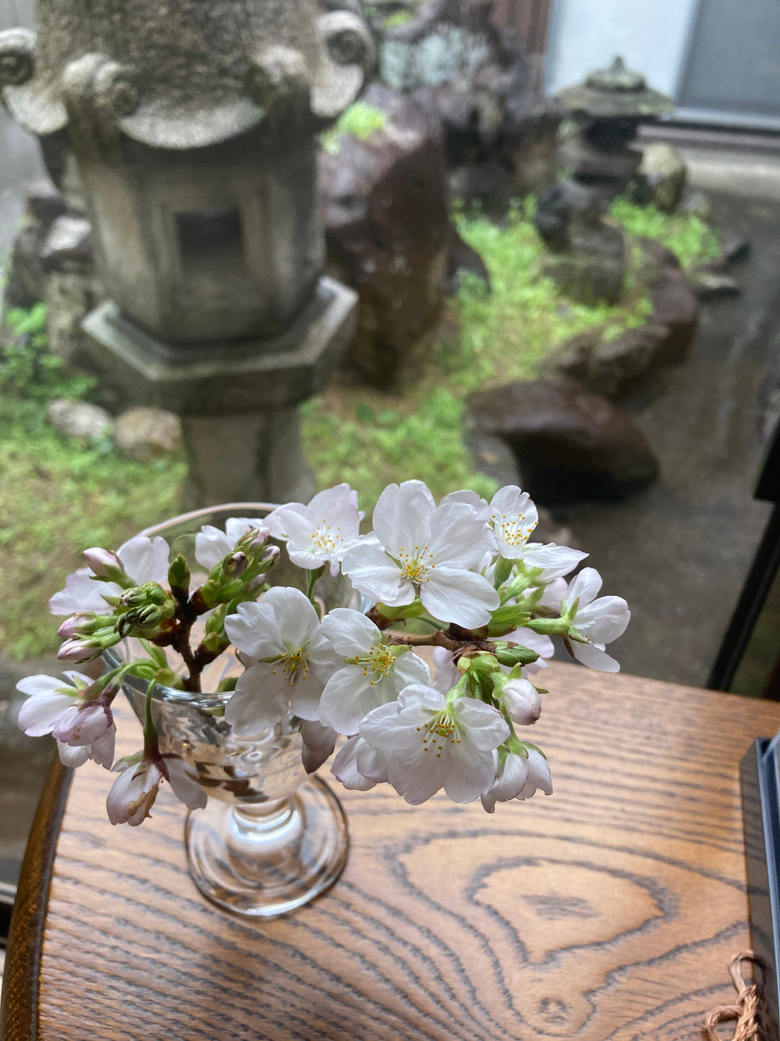 Cherry blossom branch in glass vase on wooden table with Japanese garden view